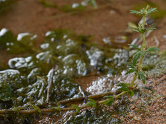 Limnophila brownii