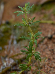 Limnophila brownii