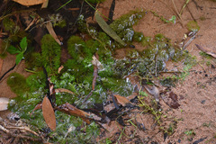 Limnophila brownii
