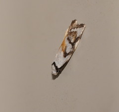 Cosmaresta anarrecta