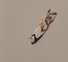 Cosmaresta anarrecta