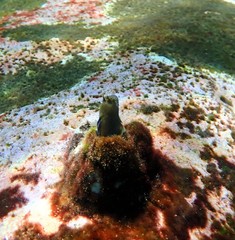 Parablennius intermedius