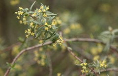 Pimelea curviflora