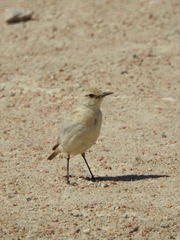 Emarginata tractrac