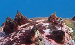 Parablennius intermedius