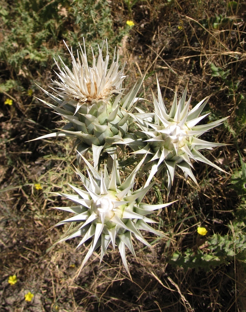 Cynara baetica