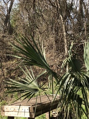 Sabal mexicana