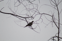 Streptopelia decaocto