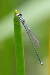 Argia indicatrix