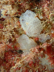 Botrylloides crystallinus