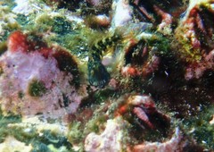 Parablennius intermedius