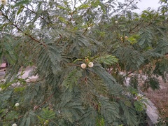 Leucaena leucocephala