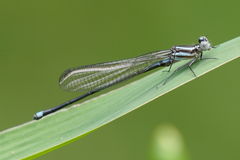 Argia indicatrix