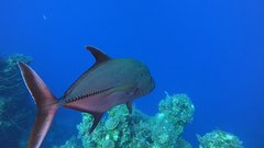 Caranx lugubris