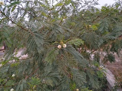 Leucaena leucocephala