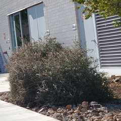 Calliandra californica