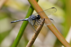 Erythrodiplax andagoya