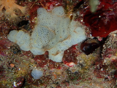 Botrylloides crystallinus