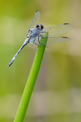 Erythrodiplax andagoya