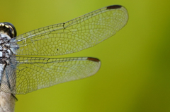 Erythrodiplax andagoya