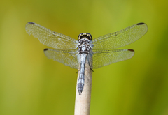 Erythrodiplax andagoya