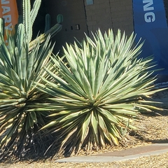 Agave