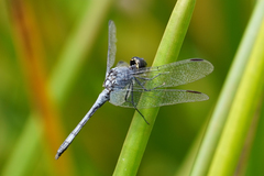 Erythrodiplax andagoya