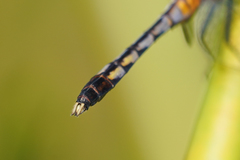 Erythrodiplax andagoya