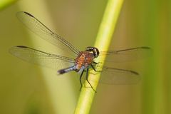 Erythrodiplax andagoya