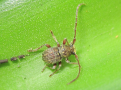 Microcleptes aranea