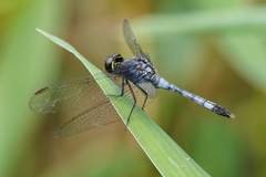 Erythrodiplax andagoya