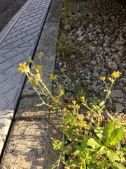 Pseudognaphalium affine