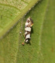 Machetis aphrobola