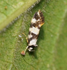 Machetis aphrobola