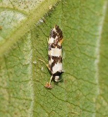 Machetis aphrobola