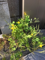 Chelidonium asiaticum