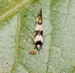Machetis aphrobola