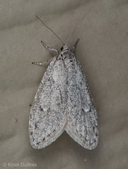 Semioscopis inornata