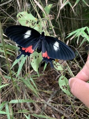 Parides tros