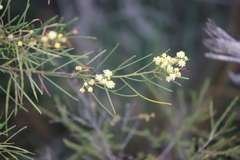 Acacia crassiuscula