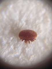 Varroa destructor