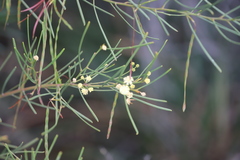 Acacia crassiuscula