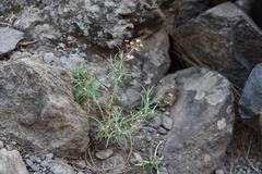 Phagnalon umbelliforme