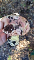 Butyriboletus querciregius