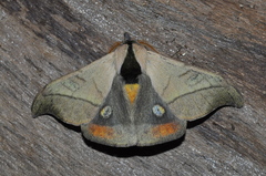 Hylesia scortina