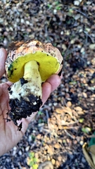 Butyriboletus querciregius