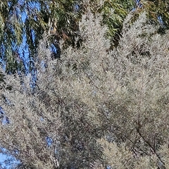 Olea europaea
