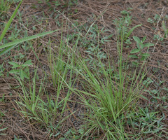 Eragrostis cumingii