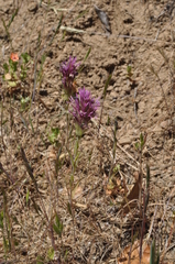 Castilleja densiflora