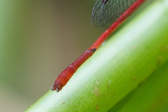 Telebasis digiticollis